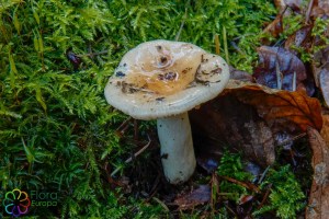 Russula fellea (3)